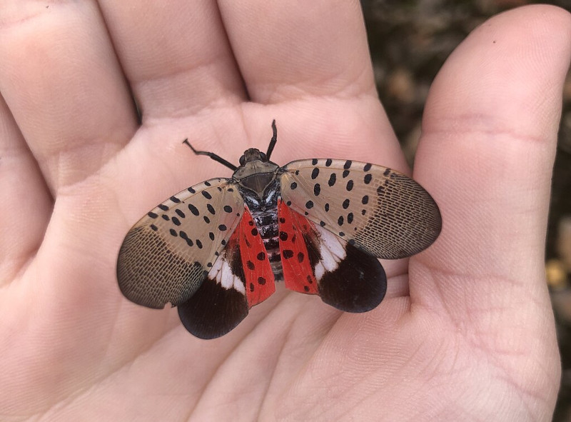 insectbase早いもの勝ち‼️激安‼️ 新成虫‼️赤レギウス‼️♂55㎜×♀43,9㎜44.7㎜爆産セット‼️ Backyard Nature: A new and unwelcome bug | Forest Hills Connection