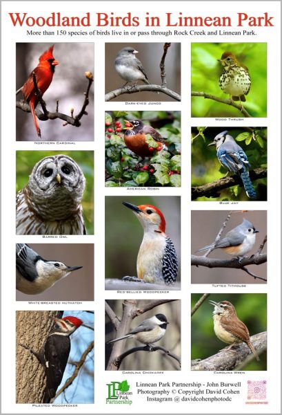 Images and names of birds you might find in Linnean Park, including blue jay, barred owl, and Carolina wren.
