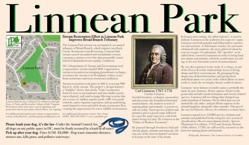 The image is mostly text. It reads: Linnean Park has been “adopted" by volunteers through Dept. of Parks and Recreation 'Adopt-a-Park' Program. Restoration of the trail, native species planting, and protection and invasive plant control efforts, are ongoing.

Stream Restoration Effort in Linnean Park Improves Broad Branch Tributary 

The Linnean Park stream was an impaired, un-named tributary of Broad Branch, which empties into Rock Creek. Stormwater runoff entering Linnean Park stream caused streambed and streambank erosion, exposing a sanitary sewer line that potentially contributed to diminished water quality conditions.

DC's Department of Energy and Environment used a regenerative stream channel (RSC) approach to stream restoration encouraging groundwater recharge, reconnect the stream to its floodplain, reduce scour from stormwater and treat stormwater pollution.

Stream restoration took place in 2014, restoring 900 linear ft. of the stream. The project's design features a "bubbler" device that slowly "leaks" stormwater from 25 acres to groundwater and into shallow pools, open-channel, and sand-seepage filtering systems that use a series of shallow aquatic pools, riffle weir grade controls, native riparian vegetation, and an underlying sand channel to treat and safely detain stormwater flow, creating the opportunity for a new wildlife environment.

Carl Linnaeus 
1707-1778 
Carolus Linnæus 

Swedish botanist, zoologist, taxonomist, and physician who formalized binomial nomenclature, the modern system of naming plants and animals - a system we still use today. Each species of plant and animal is given a genus name followed by a specific name (species), with both names being in Latin. He is known as the "Father of Modern Taxonomy."

He journeyed through Sweden to find and classify plants, animals and minerals. He was one of the most acclaimed scientists in Europe at the time of his death.

In botany and zoology, the abbreviation L. is used to indicate Linnaeus as the authority for a species' name. Linnaeus was both popular and influential as a professor and scientist. A charismatic teacher, he surrounded himself with students, the most gifted of whom he sent on voyages of exploration. His "apostles," as he called them, crossed continents in order to bring back new plants and animals, which he would name according to his new binomial system of nomenclature. 

He was also a pioneer in the study of ecology, as one of the first to describe relationships between living things and their environments. By grouping living things into defined hierarchies and giving them individual names we create order which allows us more easily to study the seemingly chaotic world of nature. 

Linnaeus' most famous scientific name is probably the name he gave humans, Homo sapiens. Homo is the genus that includes modern humans and closely-related species. Linnaeus did two things that changed our understanding of humans: He decided man was an animal like any other, and put Homo sapiens in the animal kingdom, alongside other animals. This paved the way for Darwin's theory of evolution a century later. Linnaeus named over 12,000 species of plants and animals and published books using his new system of classification. His two most famous books, Species Plantarum (1st edition, 1753) and Systema Naturae (10th edition, 1758), are still used by scientists as the basis for naming plants and animals.