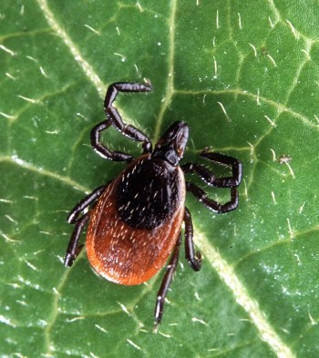 Deer tick (or black-legged tick) as an adult. (photo courtesy of USDA.gov)