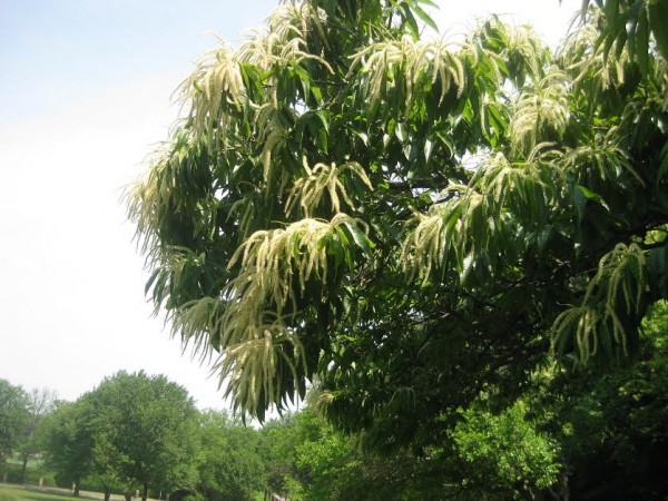 Chestnut tree blooms