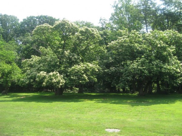 Chestnut trees