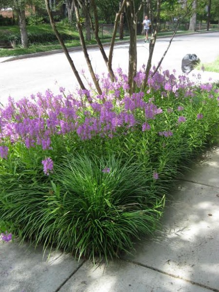 False dragonhead