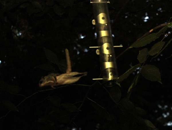 The flying squirrel in action. (photo by Ken Terzian)