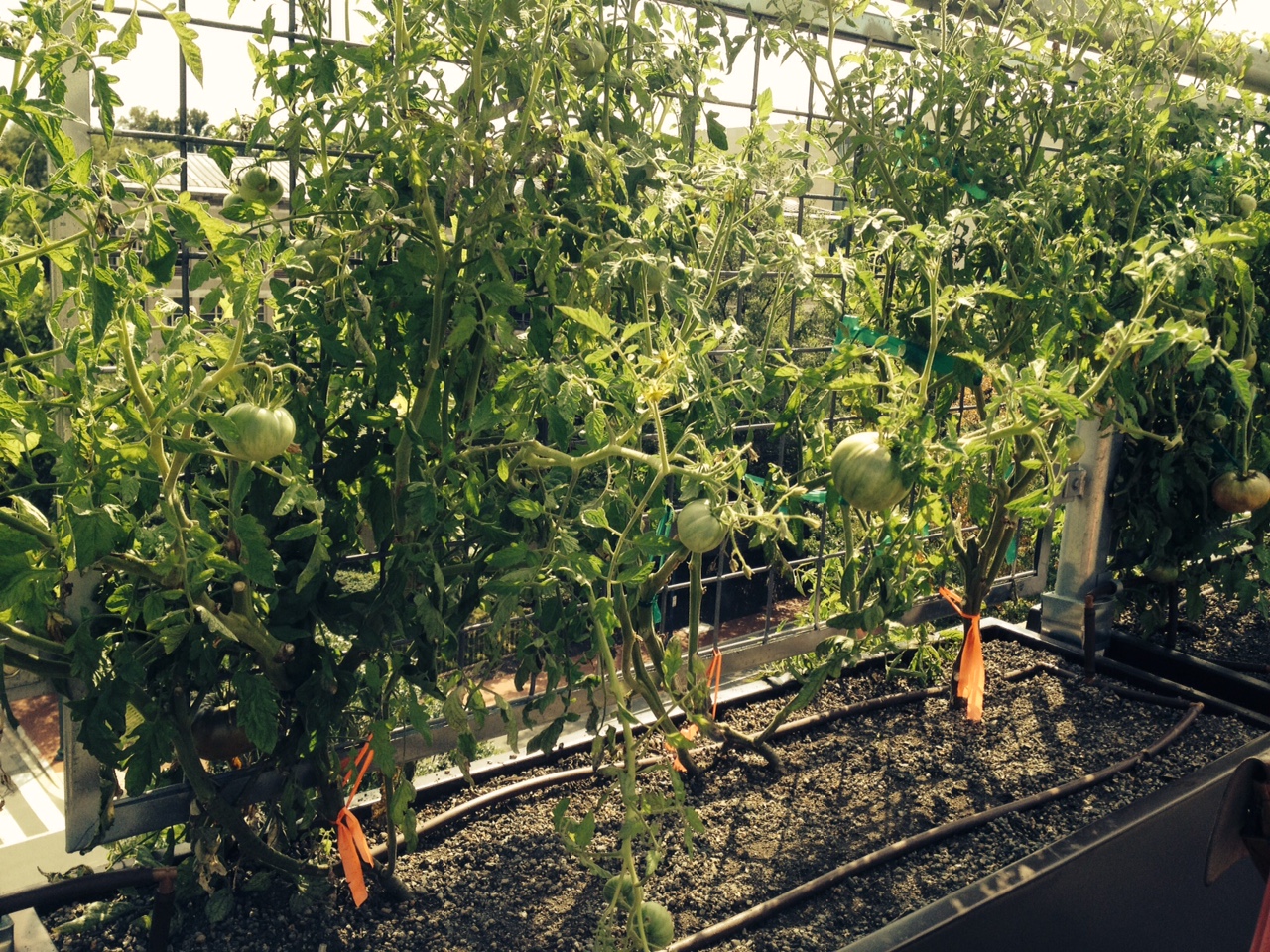 Tomatoes on the roof. (photo by the author)