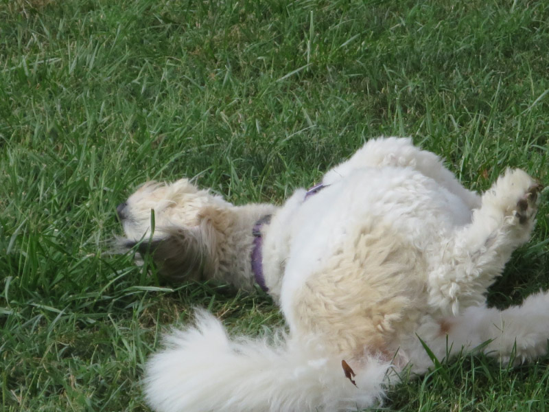 Emmy taking her grassage.