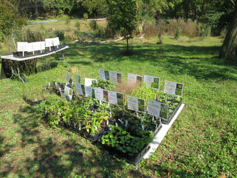 Native plants were available for sale at the Broad Branch stream event.