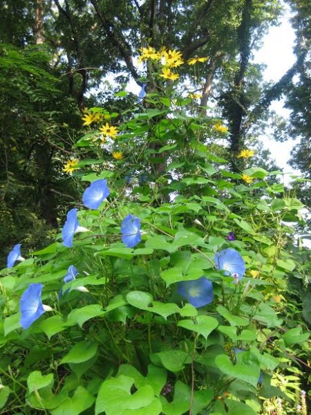 The yellow-flowered Jerusalem artichoke with "Heavenly Blue" morning glory (non-native) twining up its stems.