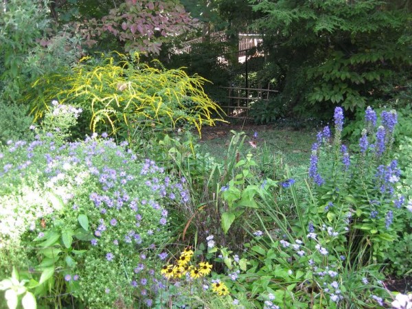 The author's back garden.