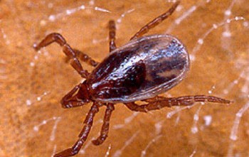 Deer tick at the nymph stage (photo courtesy of USDA.gov)
