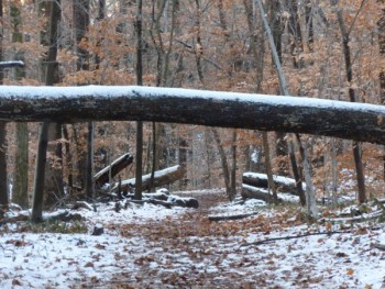 Snow in Rock Creek 6