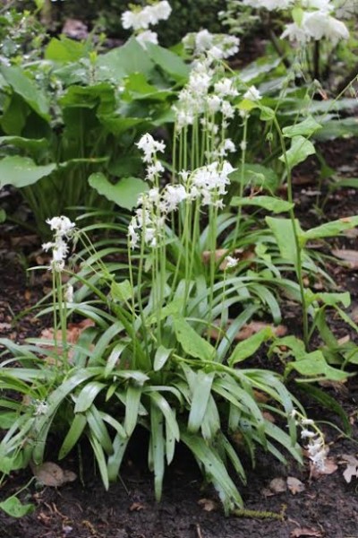 Solomon garden 7