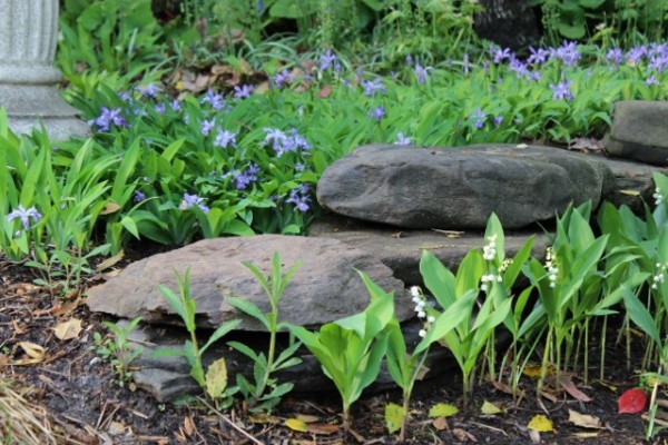 Solomon garden 8