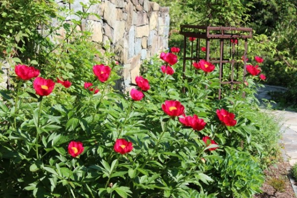 Solomon garden 9