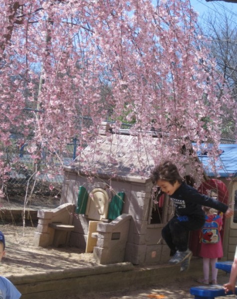 St. Pauls playground blossom