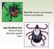 Ticks and diseases
