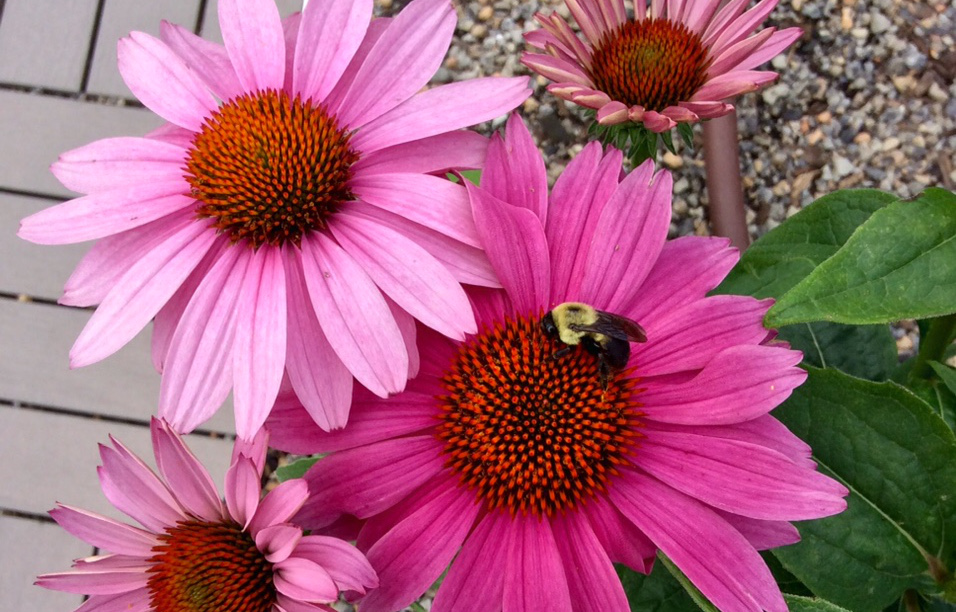 A bee finds UDC's rooftop garden. (photo by Sandy Farber)