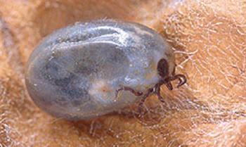 This adult female deer tick has eaten her fill. Hopefully. (photo courtesy of USDA.gov)