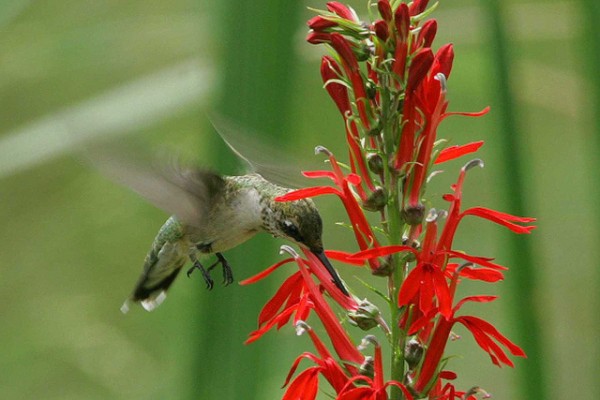 A female ruby-throated hummingbird at a cardinal flower, John Heinz National Wildlife Refuge in Philadelphia. (photo by Bill Buchanan/US Fish & Wildlife Service)