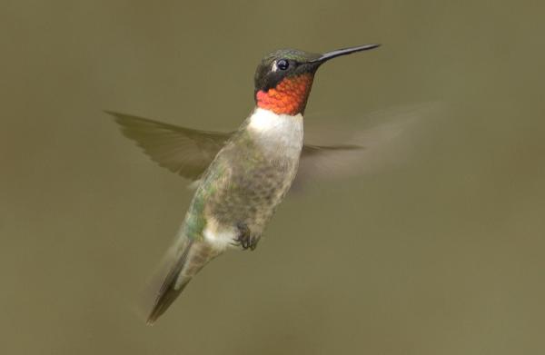 A male ruby-throated hummingbird in flight. (photo courtesy of the Missouri Department of Conservation)