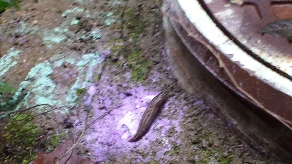 This lavendar flour pile attracted this slug's attention.